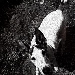 Fotoğraf Köpeğin Kalbi