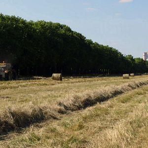 Fotoğraf Le Bois dont les rêves sont faits