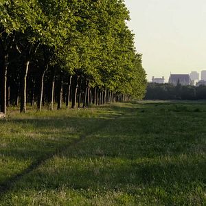 Fotoğraf Le Bois dont les rêves sont faits