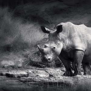 Fotoğraf Racing Extinction