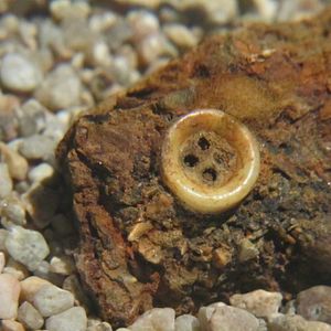 Fotoğraf The Pearl Button