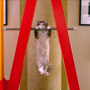 Fotoğraf Dokuz Canlı Bay Tüylü