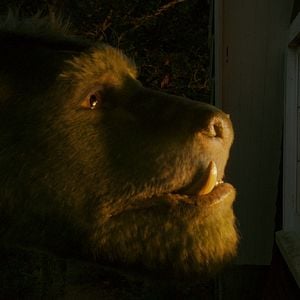 Fotoğraf Pete ve Ejderhası