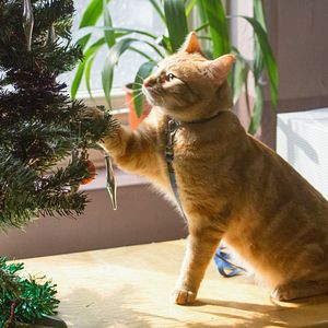 Fotoğraf Sokak Kedisi Bob