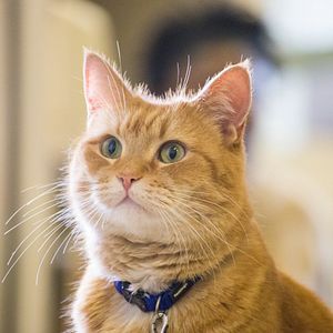 Fotoğraf Sokak Kedisi Bob