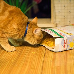 Fotoğraf Sokak Kedisi Bob