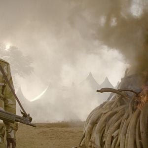 Fotoğraf The Ivory Game