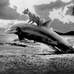 Fotoğraf Zeus ve Roxanne