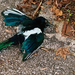 Fotoğraf O Ornitólogo