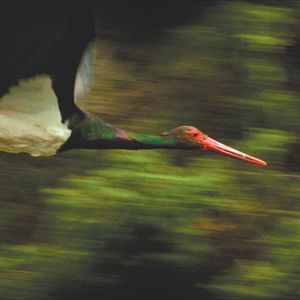 Fotoğraf O Ornitólogo