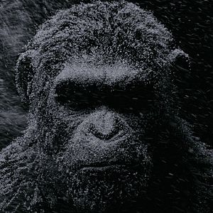 Fotoğraf Maymunlar Cehennemi: Savaş