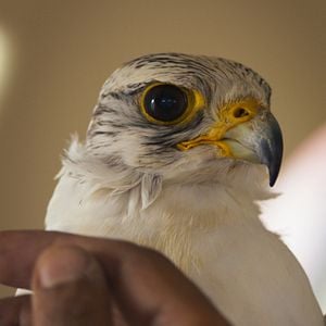 Fotoğraf The Challenge