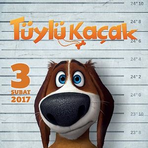 Fotoğraf Tüylü Kaçak