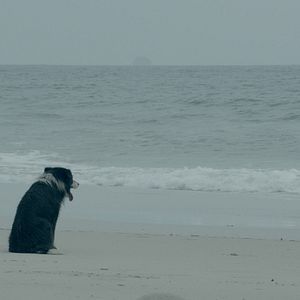 Fotoğraf Bir Aile Filmi