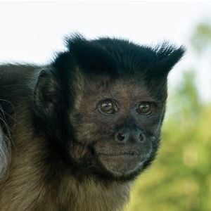 Fotoğraf Crystal the Monkey