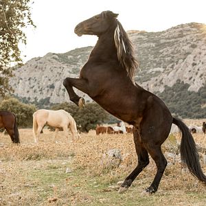 Fotoğraf Ostwind 3 - Aufbruch nach Ora