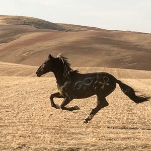 Fotoğraf Ostwind 3 - Aufbruch nach Ora