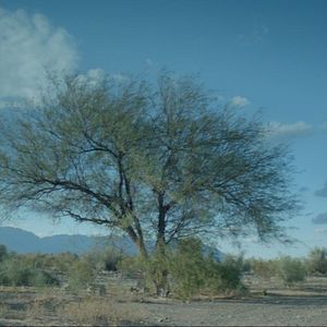 Fotoğraf Yalnız Kalpler