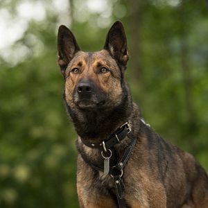 Fotoğraf Max 2: White House Hero