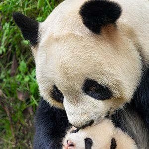 Fotoğraf Born In China