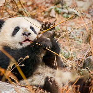 Fotoğraf Born In China