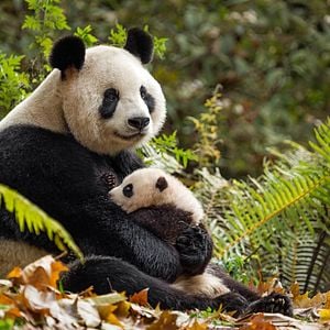 Fotoğraf Born In China