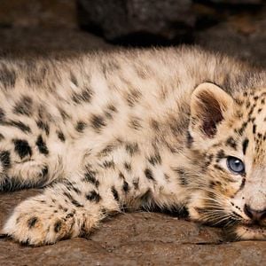 Fotoğraf Born In China