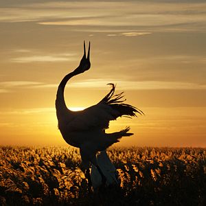 Fotoğraf Born In China