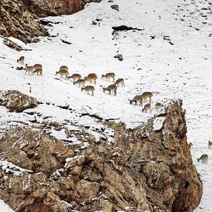 Fotoğraf Born In China