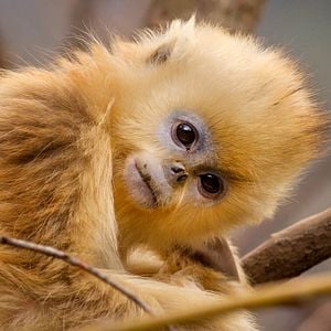 Fotoğraf Born In China