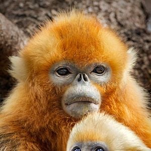 Fotoğraf Born In China