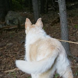 Fotoğraf Gece Gelen