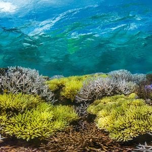 Fotoğraf Mercan Peşinde