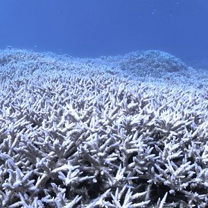 Fotoğraf Mercan Peşinde