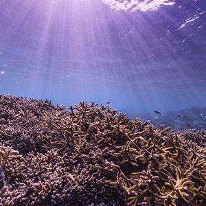 Fotoğraf Mercan Peşinde