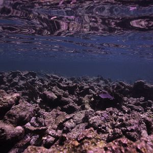 Fotoğraf Mercan Peşinde