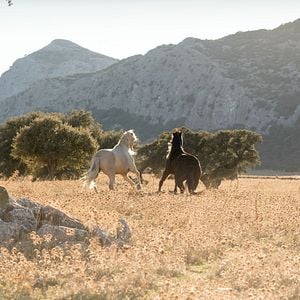 Fotoğraf Ostwind 3 - Aufbruch nach Ora