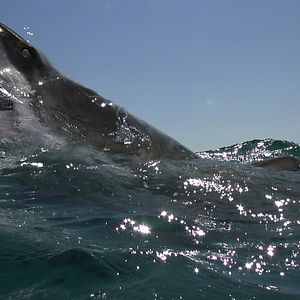 Fotoğraf Açık Deniz: Kafes Dalışı
