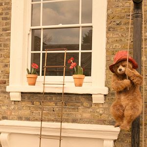Fotoğraf Ayı Paddington 2