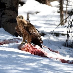 Fotoğraf Kardaki İzler