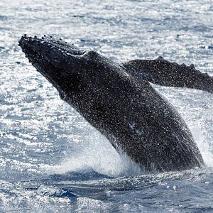Fotoğraf Dolphin Reef
