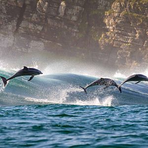 Fotoğraf Dolphin Reef