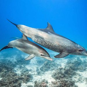 Fotoğraf Dolphin Reef