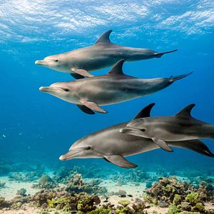 Fotoğraf Dolphin Reef