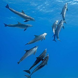 Fotoğraf Dolphin Reef