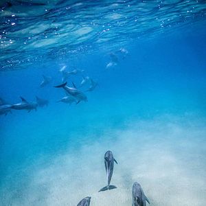 Fotoğraf Dolphin Reef
