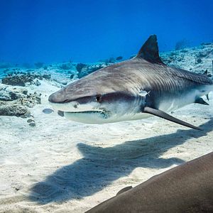 Fotoğraf Dolphin Reef