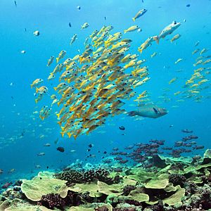 Fotoğraf Dolphin Reef