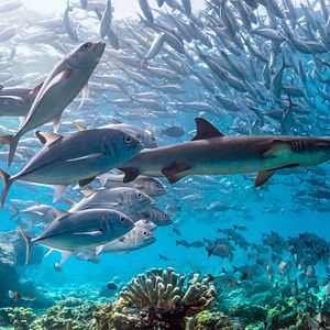 Fotoğraf Dolphin Reef