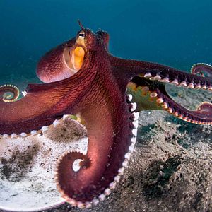 Fotoğraf Dolphin Reef